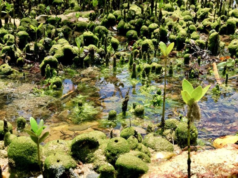 Mangue de Pedras - Búzios