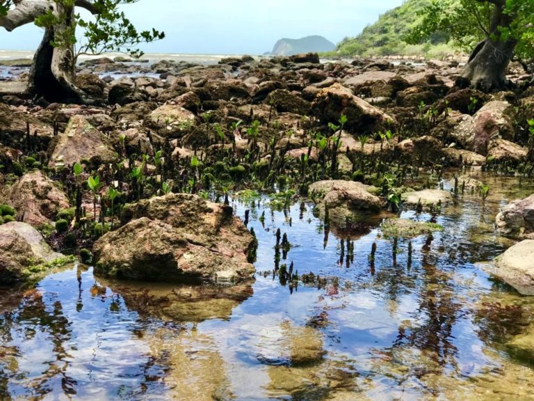 Mangue de Pedras - Búzios